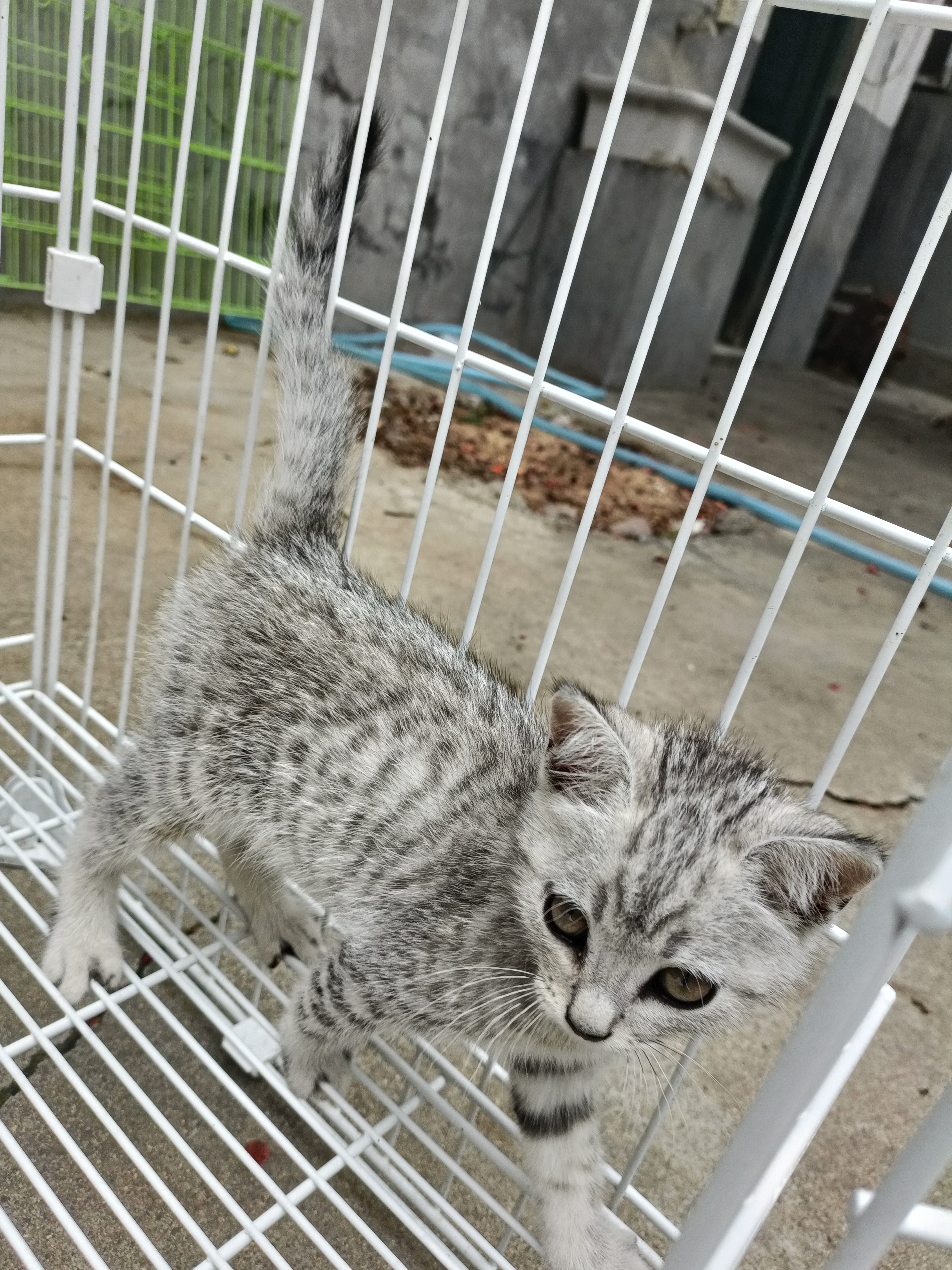 短毛虎斑